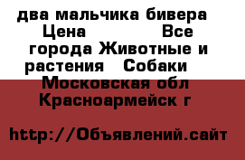 два мальчика бивера › Цена ­ 19 000 - Все города Животные и растения » Собаки   . Московская обл.,Красноармейск г.